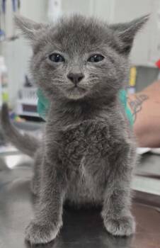 Meredith -  Domestic Short Hair Cat Available for Adoption in Hillsdale, Indiana - Meredith | PetCurious