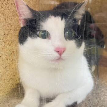 Nico -  Domestic Short Hair Cat for Adoption in Philadelphia, Pennsylvania - Nico | PetCurious