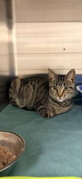 Sweet Pea -  Domestic Short Hair Cat for Adoption in Bowling Green, Kentucky - Sweet Pea | PetCurious