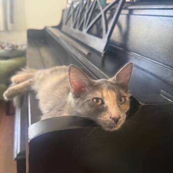 Aurora Jessup -  Domestic Medium Hair Cat for Adoption in Eagle Mountain, Utah - Aurora Jessup | PetCurious