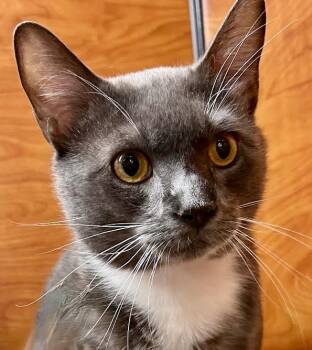 Domestic Short Hair Cats Available for Adoption in Long Beach, New York - Ghost | PetCurious