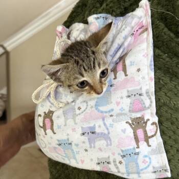 Hope -  Domestic Short Hair Cat for Adoption in Elfin Forest, California - Hope | PetCurious