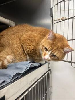 Rescue Domestic Medium Hair and Domestic Short Hair Cats for Adoption in Montreal, Quebec - Corn | PetCurious