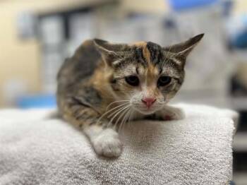 A071673 -  Domestic Short Hair Cat for Adoption in Aliquippa, Pennsylvania - A071673 | PetCurious