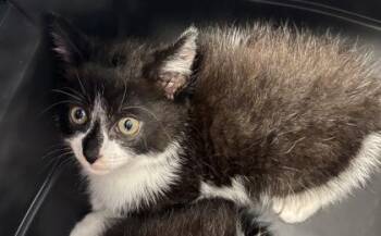 Princess Cutie -  Domestic Short Hair Cat for Adoption in West Chester, Pennsylvania - Princess Cutie | PetCurious