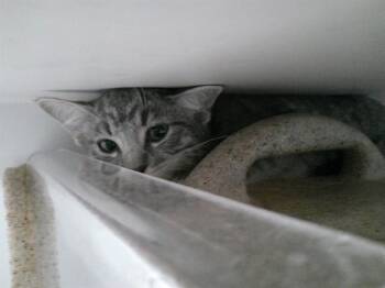 Domestic Short Hair Cats Available for Adoption in Oklahoma City, Oklahoma - A472846 | PetCurious