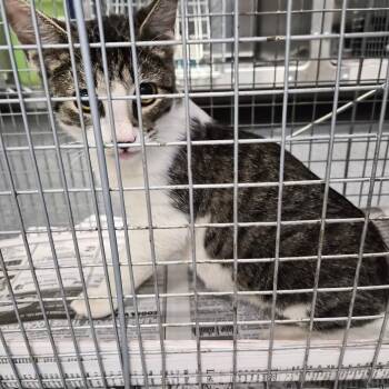 Prego -  Domestic Short Hair Cat for Adoption in Montgomery, Alabama - Prego | PetCurious