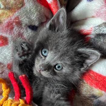 Domestic Short Hair and Russian Blue Cats Available for Adoption - Jimmy | PetCurious