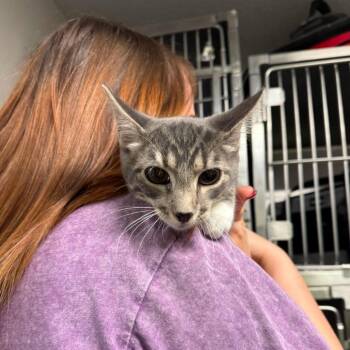 Apophus -  Domestic Short Hair Cat for Adoption in Edwardsville, Illinois - Apophus | PetCurious