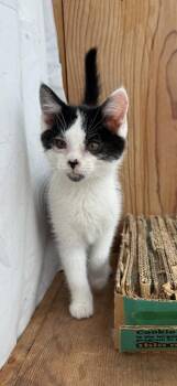 Little Orphan Annie -  Domestic Short Hair Cat for Adoption in Athens, Ohio - Little Orphan Annie | PetCurious