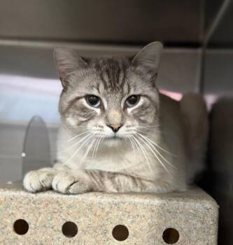 Looney Toons -  Domestic Short Hair Cat for Adoption in Fruit Heights, Utah - Looney Toons | PetCurious