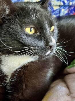 Domestic Short Hair Cats Available for Adoption - Penelope | PetCurious