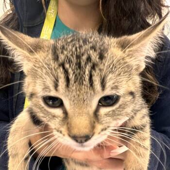 Rescue Domestic Short Hair Cats for Adoption in Las Cruces, New Mexico - Roo | PetCurious