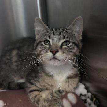 Jane Fonda -  Domestic Short Hair Cat for Adoption in Davenport, Iowa - Jane Fonda | PetCurious