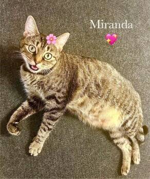 Rescue Domestic Short Hair and Tabby Cats for Adoption in North Richland Hills, Texas - Miranda -  Courtesy Post | PetCurious