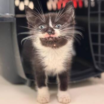 Terrapin -  Domestic Short Hair Cat for Adoption in Lynchburg, Virginia - Terrapin | PetCurious
