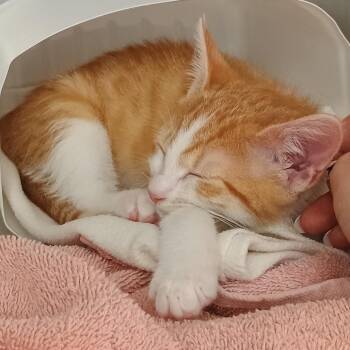 Bowie -  Domestic Short Hair Cat for Adoption in Oneonta, New York - Bowie | PetCurious