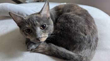 Rescue Domestic Short Hair Cats for Adoption in Gaithersburg, Maryland - Zoey | PetCurious