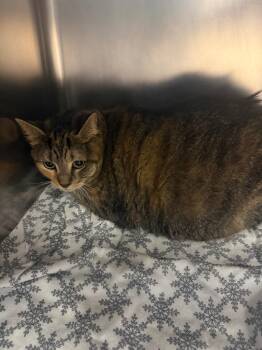 Zoey -  Domestic Short Hair Cat for Adoption in Hyde Park, New York - Zoey | PetCurious