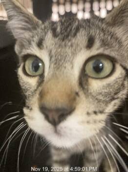 Rescue Domestic Short Hair Cats for Adoption in Houston, Texas - Lucas | PetCurious