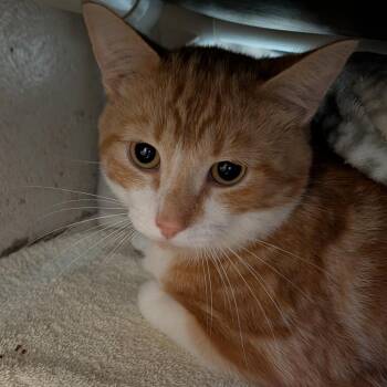 Bebop -  Domestic Short Hair Cat for Adoption in Walker, Michigan - Bebop | PetCurious