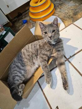 American Shorthair Cats Available for Adoption - Dovie  | PetCurious