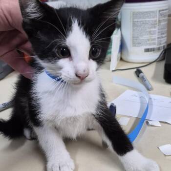 Fang -  Domestic Short Hair Cat for Adoption in Ardmore, Oklahoma - Fang | PetCurious
