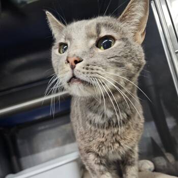 Rescue Domestic Medium Hair Cats for Adoption in Jefferson City, Tennessee - Chucky | PetCurious