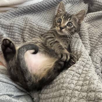 Abby -  Domestic Short Hair Cat Available for Adoption in Windermere, Florida - Abby | PetCurious