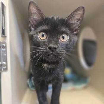Zippy -  Domestic Short Hair Cat for Adoption in New Hope, Pennsylvania - Zippy | PetCurious