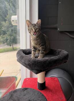 Thyme -  Domestic Short Hair Cat for Adoption in Nashville, Tennessee - Thyme | PetCurious