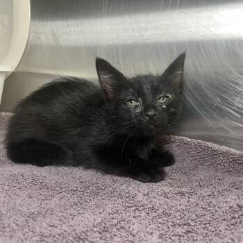 Bart -  Domestic Short Hair Cat for Adoption in Palm Springs, California - Bart | PetCurious