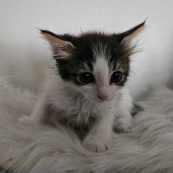 Hera -  Domestic Short Hair Cat for Adoption in Yucaipa, California - Hera | PetCurious