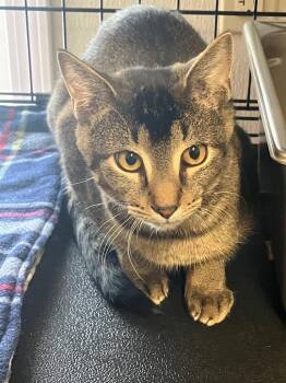 Domestic Short Hair Cats Available for Adoption - Kellen | PetCurious