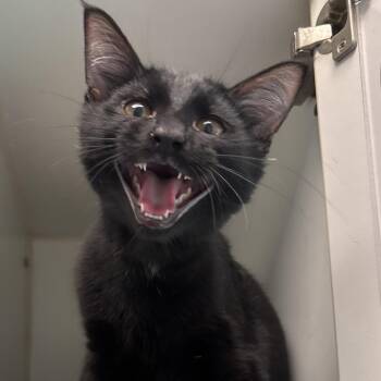 Chief - Coming Soon! -  Domestic Short Hair Cat for Adoption in Naperville, Illinois - Chief - Coming Soon! | PetCurious