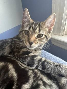 Domestic Short Hair Cats Available for Adoption - LADY | PetCurious