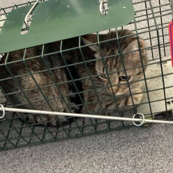 Qiqi -  Domestic Short Hair Cat for Adoption in Montgomery, Alabama - Qiqi | PetCurious