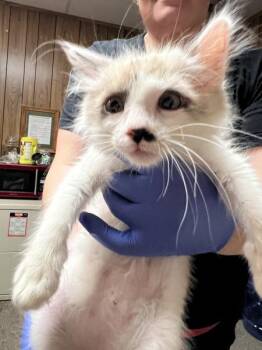 Marisol -  Domestic Long Hair Cat for Adoption in Vallejo, California - Marisol | PetCurious