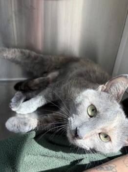 Lady -  Domestic Short Hair Cat for Adoption in Westland, Michigan - Lady | PetCurious