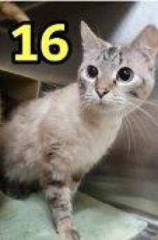 Baylee -  Domestic Short Hair Cat for Adoption in Raleigh, North Carolina - Baylee | PetCurious