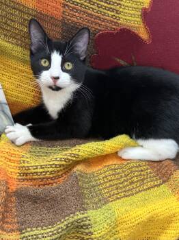 Rescue Tuxedo and British Shorthair Cats for Adoption in Mount Vernon, Illinois - Soufflé | PetCurious