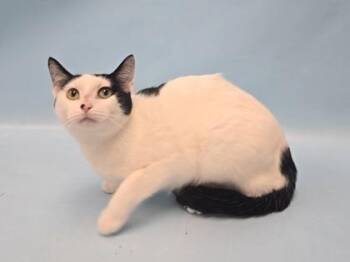 Pansy -  Domestic Short Hair Cat for Adoption in Minneapolis, Minnesota - Pansy | PetCurious