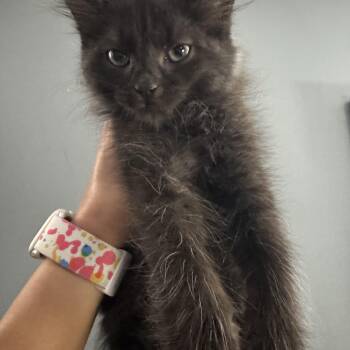 Psamathe (DCC2 Litter) -  Domestic Long Hair Cat for Adoption in Baltimore, Maryland - Psamathe (DCC2 Litter) | PetCurious