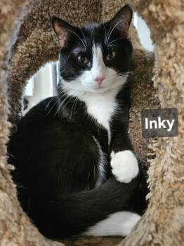 Rescue Domestic Short Hair Cats for Adoption in New Freedom, Pennsylvania - Inky | PetCurious
