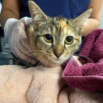 Dolly -  Domestic Short Hair Cat for Adoption in Newark, New Jersey - Dolly | PetCurious