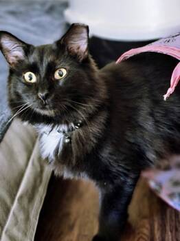 Rescue Domestic Long Hair and Domestic Short Hair Cats for Adoption in Fort Worth, Texas - Neyo | PetCurious