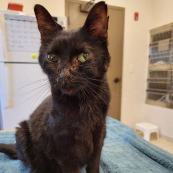 Dipper -  Domestic Short Hair Cat for Adoption in Nashville, Indiana - Dipper | PetCurious