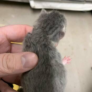 Domestic Short Hair Cats Available for Adoption in Hattiesburg, Mississippi - Bravo | PetCurious