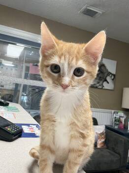 Rescue Domestic Short Hair Cats for Adoption in Austin, Texas - Cornbread | PetCurious