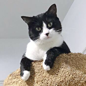 Rescue Domestic Short Hair Cats for Adoption in Wichita, Kansas - Stella | PetCurious